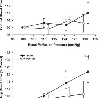 Relationship between renal perfusion pressure and renal cortical blood ...