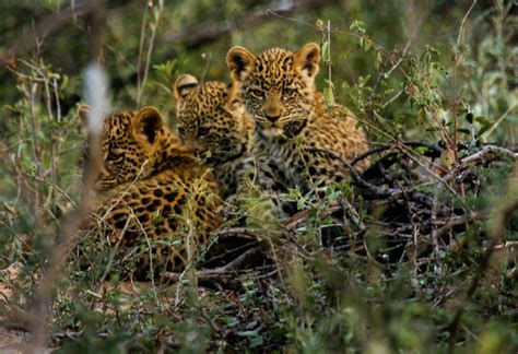 Habituation of three leopard cubs - Fascinating Africa