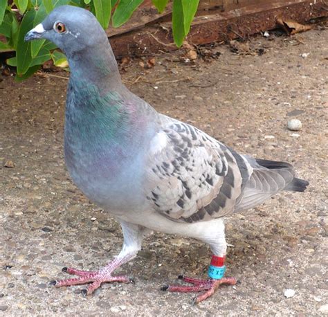 Homing Pigeon: Origin, Characteristics, Uses