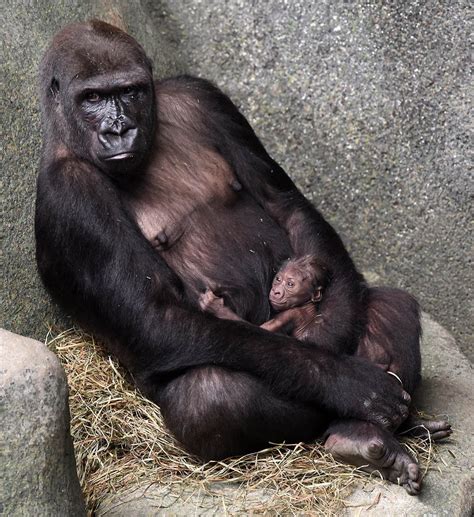 Baby Gorilla Born at the Brookfield Zoo | La Grange, IL Patch