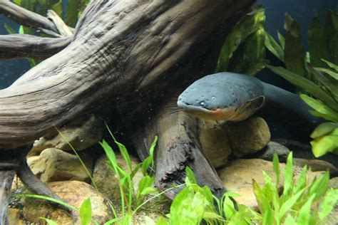 Georgia Aquarium Opens Electric Eel Habitat | Georgia Aquarium