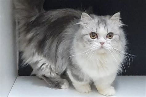 Berita Gambar Kucing Munchkin Terbaru dan Terkini Hari Ini - Katadata.co.id