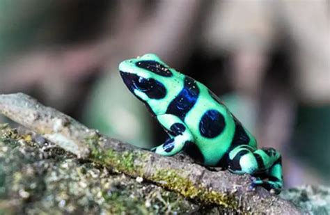 Poison Dart Frog - Description, Habitat, Image, Diet, and Interesting Facts