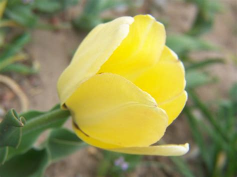 Gardening and Flowers: Yellow Tulip Flowers