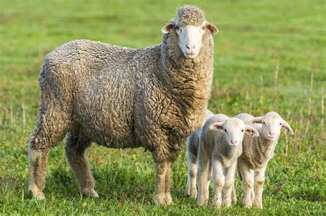 Merino ewe and lambs Photograph by Science Photo Library - Fine Art America