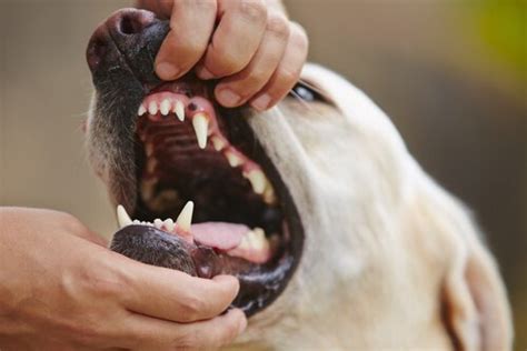 Health Watch: Gingivitis Treatment for Dogs - My Animals