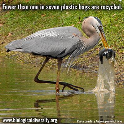 10 Facts About Single-use Plastic Bags