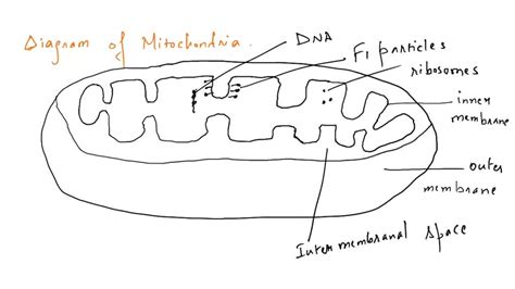 Mitochondria Diagram