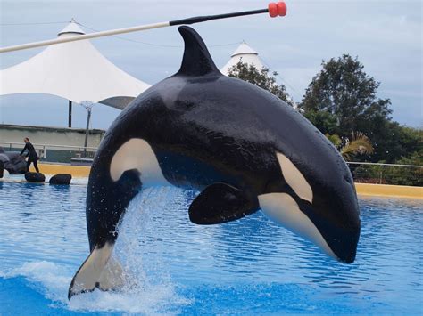 Fate of orcas in captivity - Whale & Dolphin Conservation Australia