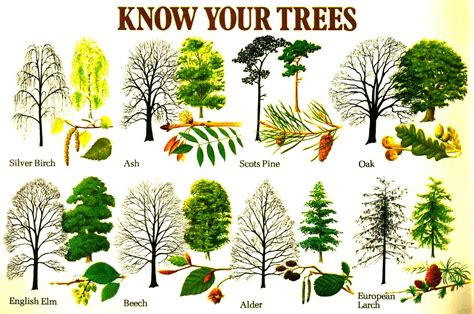 an illustrated guide to trees and how they grow