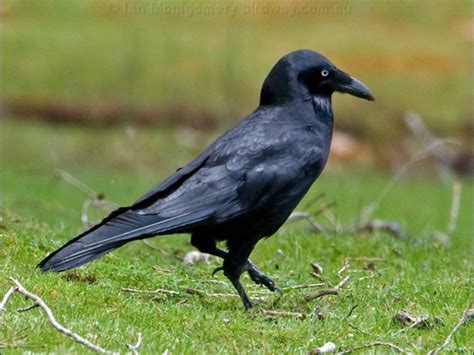 Forest Raven photo image 2 of 6 by Ian Montgomery at birdway.com.au