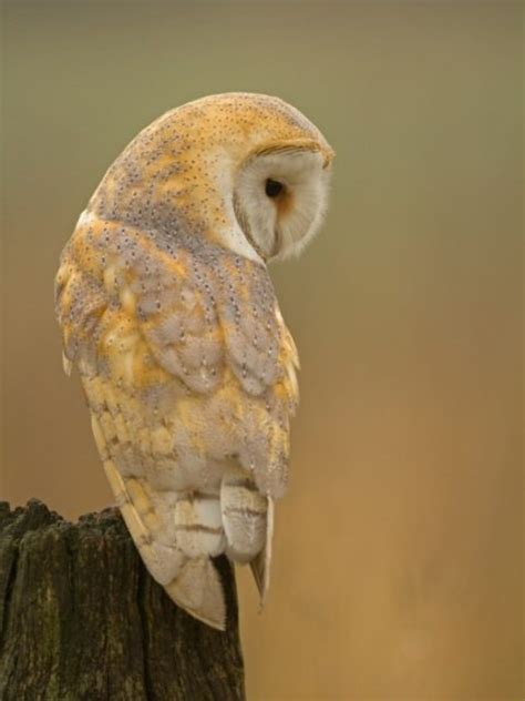 Barn Owl hunting and feeding - The Barn Owl Trust