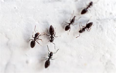 Little Black Ants in Elizabeth City, NC | Albemarle Termite & Pest Control