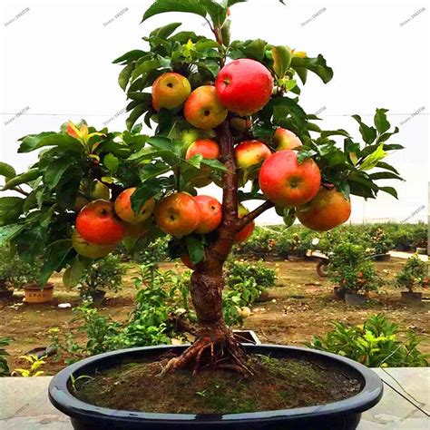 30 pcs Dwarf Apple Seeds,Sweet organic fruit vegetable seeds,Bonsai ...