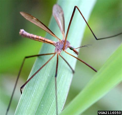 Managing crane flies • In Harmony Sustainable Landscapes