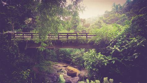 Rainforest during Foggy Day · Free Stock Photo