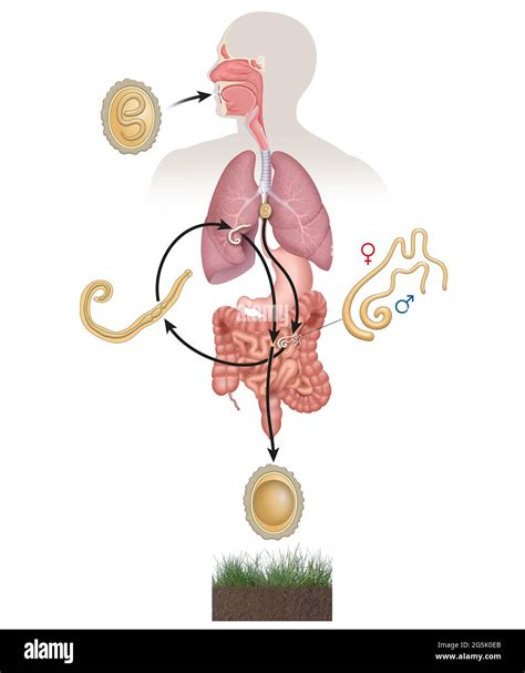 Ascaris Life Cycle Diagram