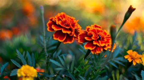 25 Perfect marigold flower wallpaper desktop You Can Get It For Free - Aesthetic Arena