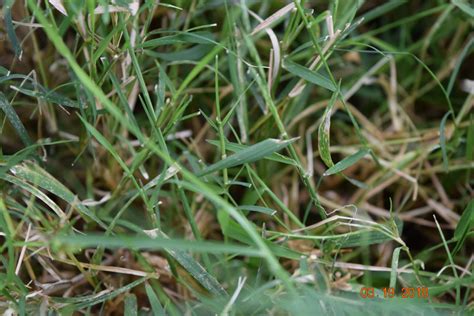 Spotlight on Weeds: Common Bermudagrass - Purdue Landscape Report