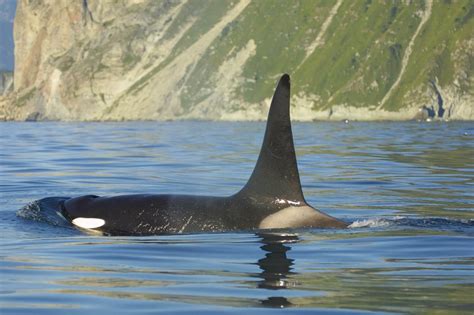 Facts about orcas (killer whales) - Whale & Dolphin Conservation USA