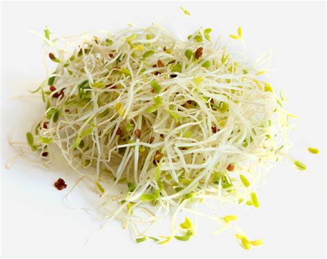 Alfalfa Sprouts - Markito Fitness & Nutrition