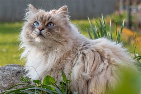 44 of the Cutest Cat Breeds | Reader's Digest