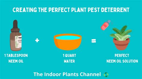 How To Use Neem Oil On Your Indoor Plants