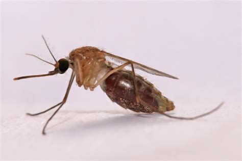 File:Anopheles gambiae Mosquito.jpg - Wikipedia