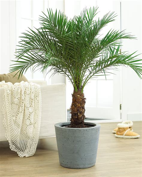 How To Grow Palm Trees Indoors | The Tree Center