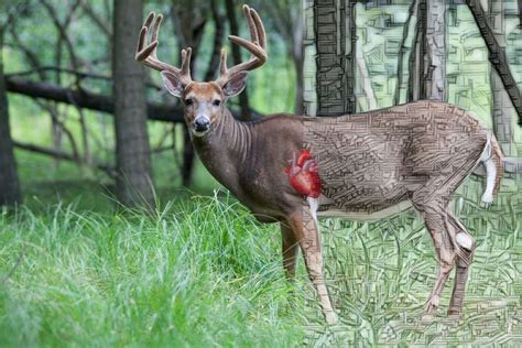 Whitetail Deer Anatomy: An Ethical Hunter's Perspective