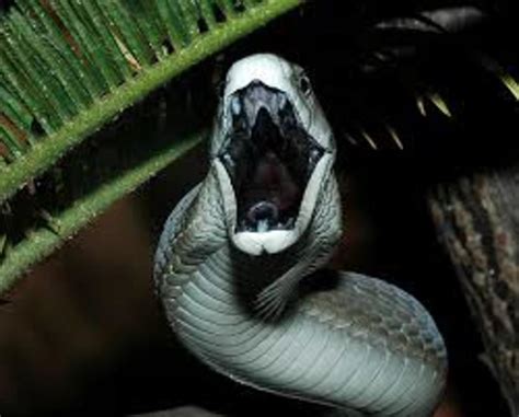 Black Mamba Snake Bites, Venom, Images, and Information | hubpages