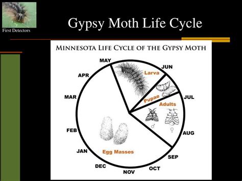 PPT - European Gypsy Moth ( Lymantria dispar) PowerPoint Presentation, free download - ID:2181783