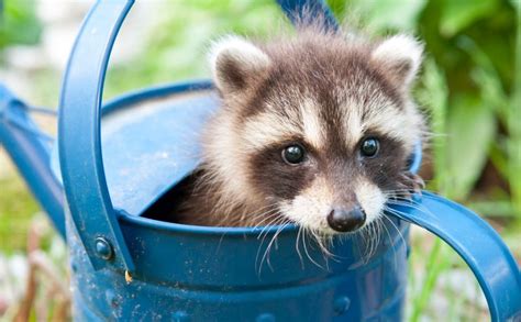 How to Keep Raccoons Out of the Garden | Raccoon Removal Indianapolis