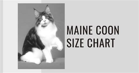 Maine Coon Size Chart - How Big Will Your Maine Coon Get? ⋆