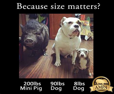 1000+ images about Mini Pig Size Comparison on Pinterest | Mini pigs ...