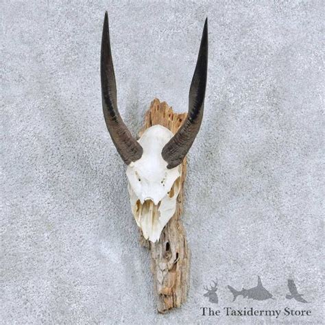 Horns & Antlers For Sale - The Taxidermy Store