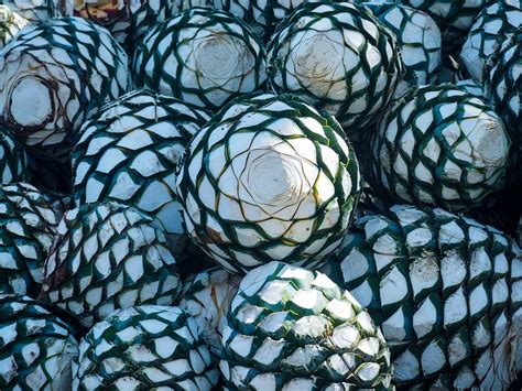 Tequila Agave Mexico - Free photo on Pixabay - Pixabay