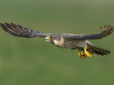 Peregrine Falcon Nesting: A Complete Guide | Birdfact