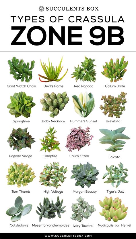 Succulents Names And Images | Types Of Succulent Plant