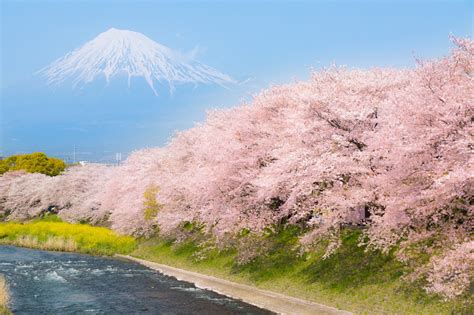 5 Best Cherry Blossom Spots around Mt Fuji - Japan Web Magazine