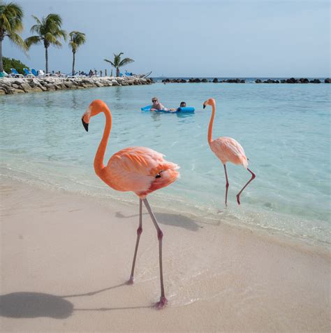 How to Visit Flamingo Island, Aruba