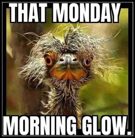 an ostrich with the words that monday morning glow on it's face