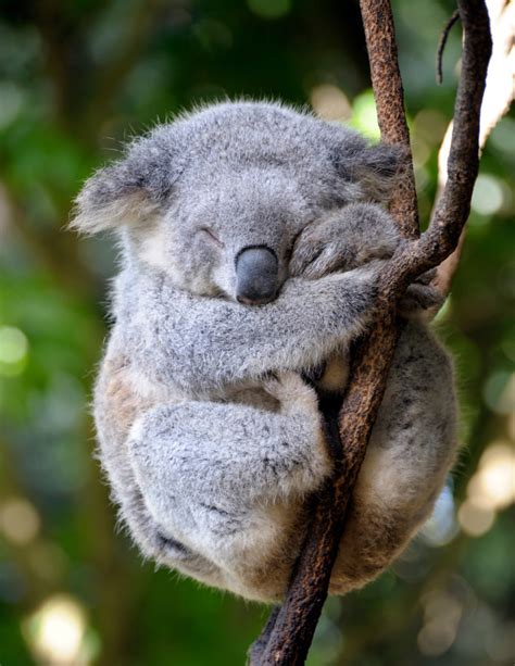 Koala Facts for Kids | Australian Animals | Marsupials