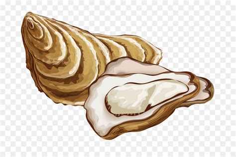 Oyster clipart transparent, Oyster transparent Transparent FREE for ...