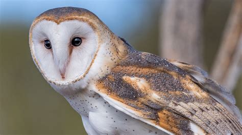 Barn Owl | Audubon Field Guide