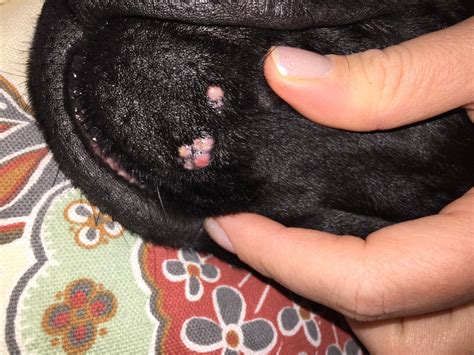 My dog has a cluster of flat pink bumps on her chin. What are these?