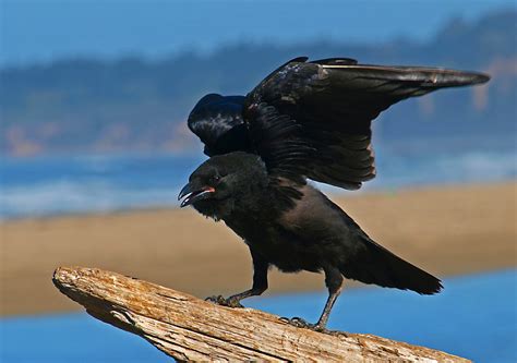 Crow Symbolism | Crow Meaning | Myths and Legends About the Crow | by Avia on Whats-Your-Sign