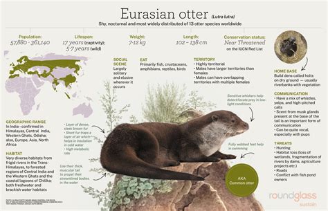 Eurasian Otter: Facts, Range, Territory | Roundglass | Sustain