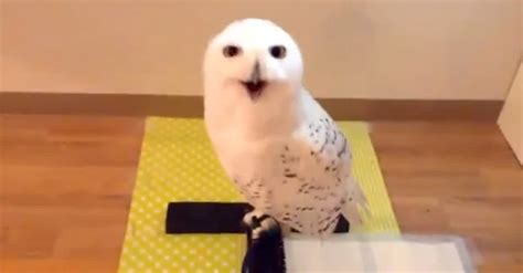 This Adorable Owl Makes The FUNNIEST Faces. What A Hoot! | LittleThings.com