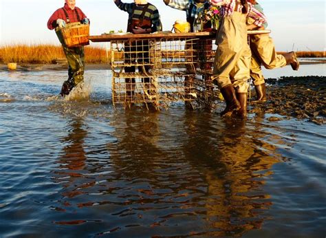 69 best images about Oyster farming on Pinterest | Raw bars, Mussels and Islands